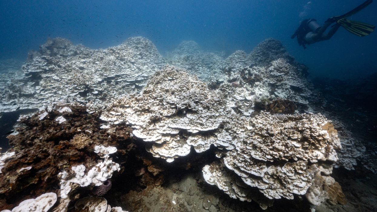 This underwater photo taken on June 15, 2024 shows divers amongst bleached corals