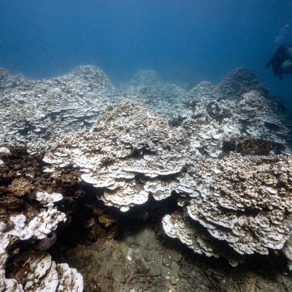 This underwater photo taken on June 15, 2024 shows divers amongst bleached corals