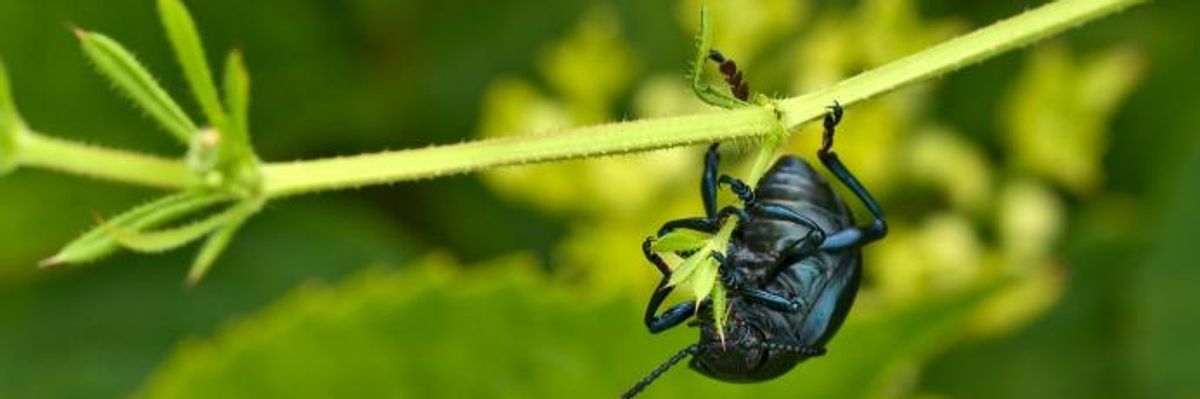 Save the Insects, Save Ourselves: Researchers Sound Alarm on Bugpocalypse