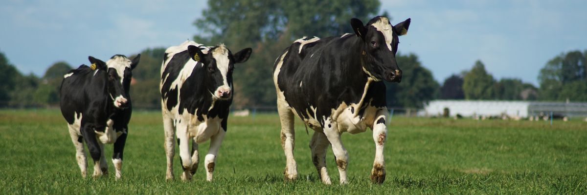 Three black and white cows walk along a grass field.