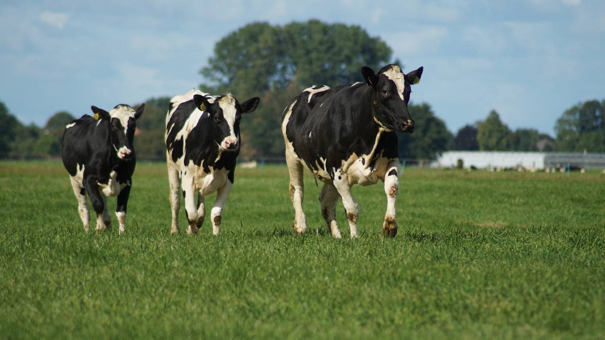 Three black and white cows walk along a grass field.