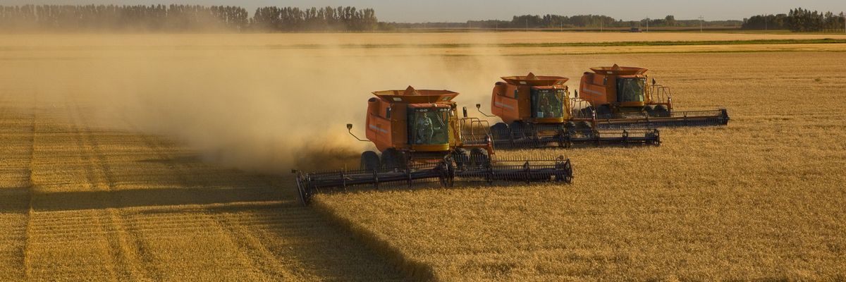 Three combines, guided by GPS technology, harvest wheat in close formation in Crookston, Minnesota.