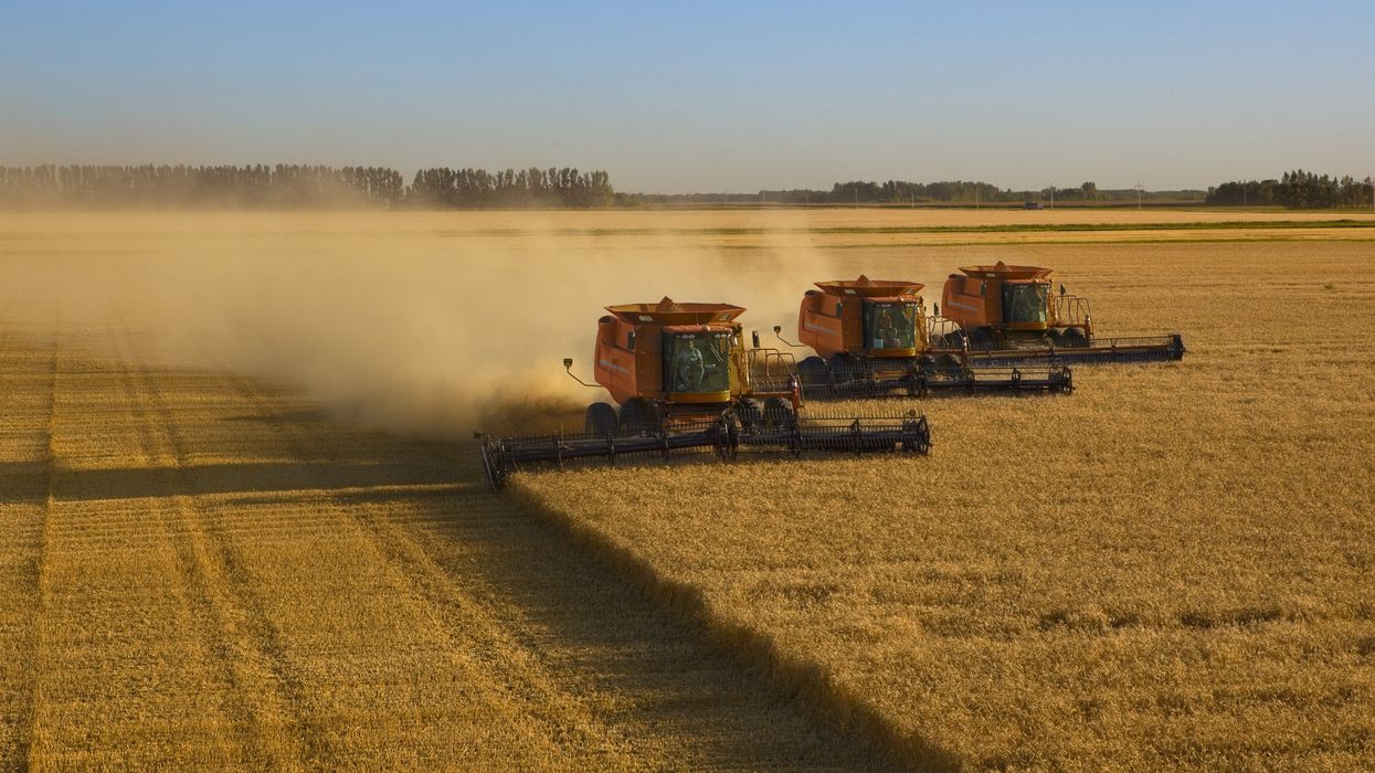 Three combines, guided by GPS technology, harvest wheat in close formation in Crookston, Minnesota.