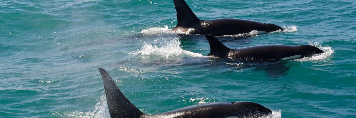 Three orca whales swim