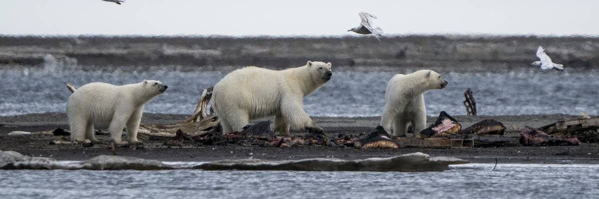 Three polar bears are seen in Alaska's Arctic National Wildlife Refuge