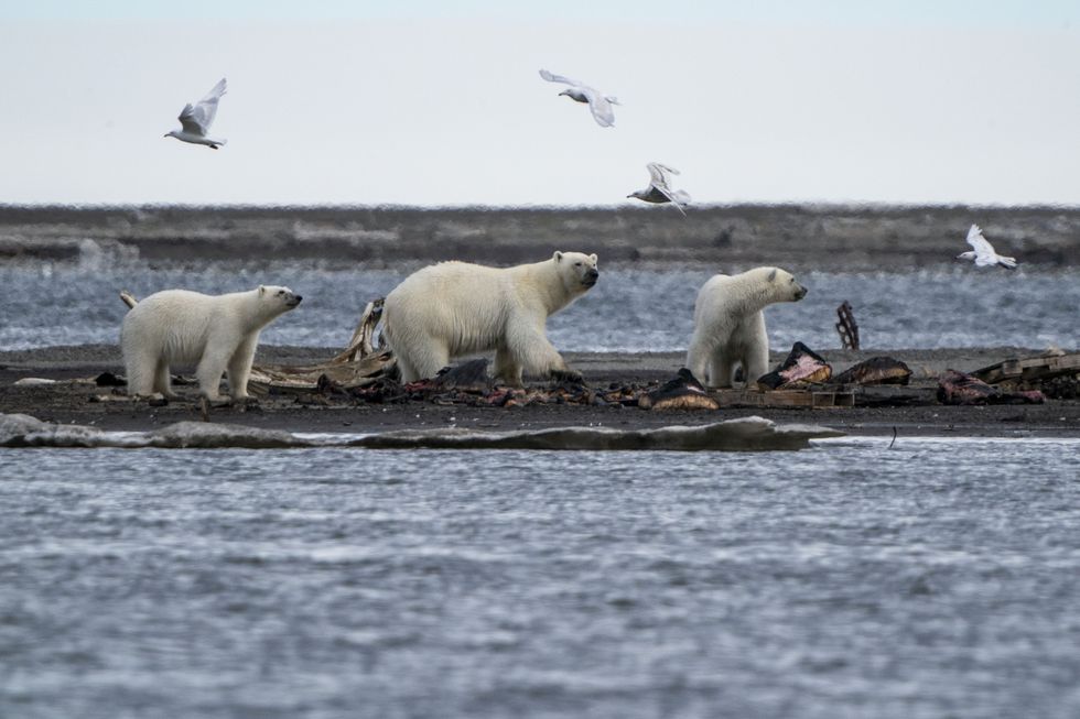 Trump's ANWR Oil and Gas Auction Was a Bust—But Alaskan Arctic Still Faces Fossil Fuel Threat