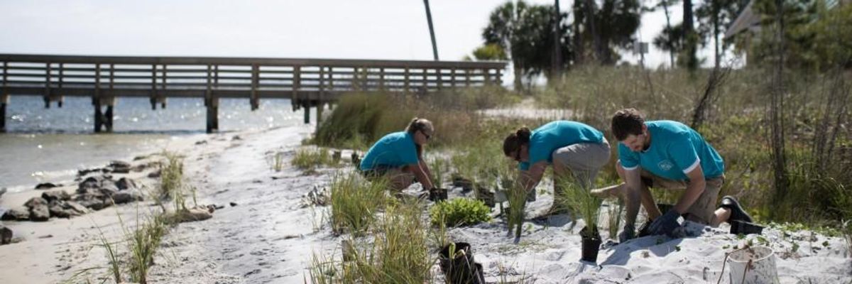 Three volunteers plant sea grass