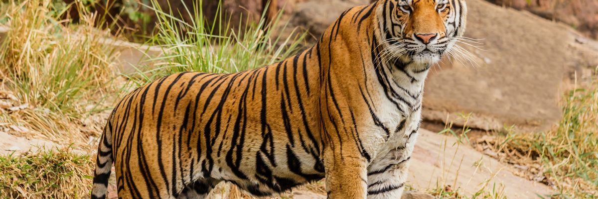 Tigers are among the species whose bodies have been found to contain PFAS.