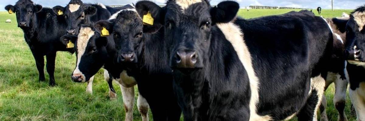 An Inconvenient Sequel Doesn't Talk About Animal Agriculture--and That's Absurd