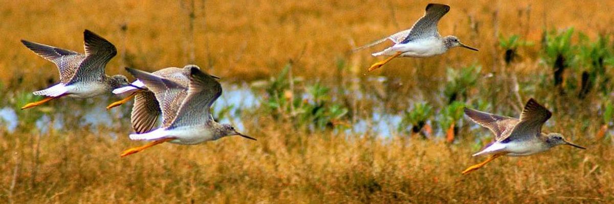 The Future of Wetlands, the Future of Waterbirds - an Intercontinental Connection