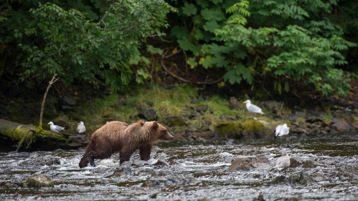 Tongass National Forest