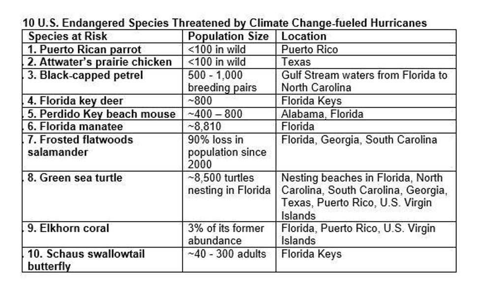 top-ten-species-threatened-by-climate-change-hurricanes.jpg