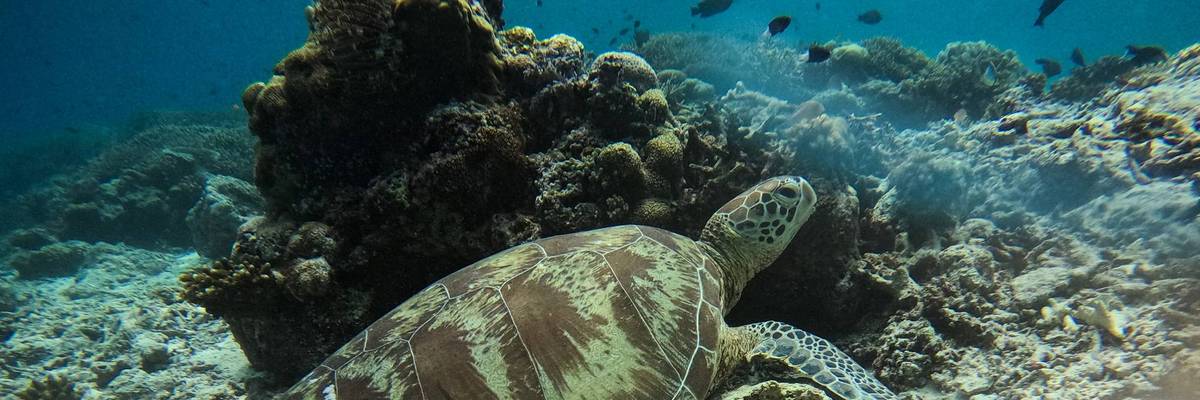 TOPSHOT-MALAYSIA-CLIMATE-ENVIRONMENT-CONSERVATION-ANIMAL-TURTLE