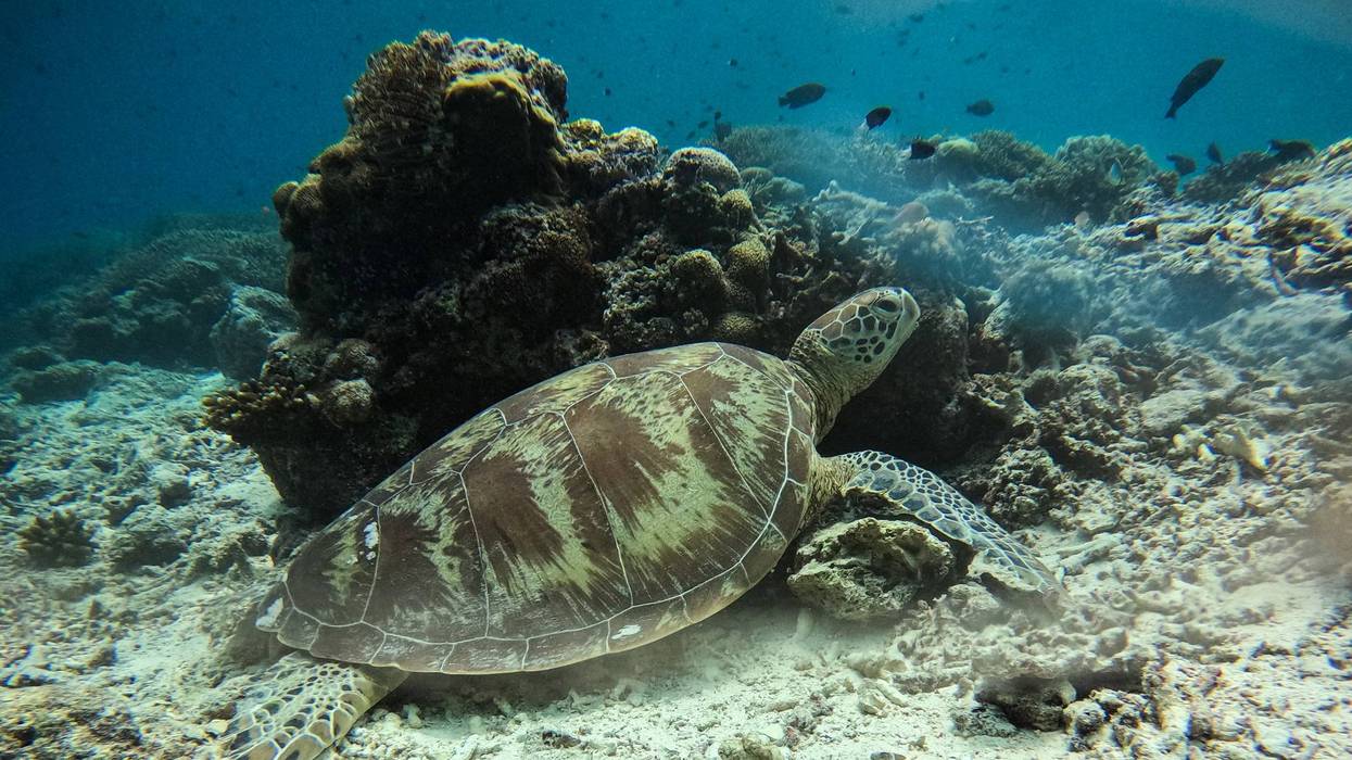 TOPSHOT-MALAYSIA-CLIMATE-ENVIRONMENT-CONSERVATION-ANIMAL-TURTLE