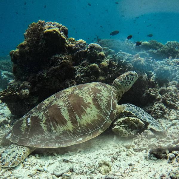 TOPSHOT-MALAYSIA-CLIMATE-ENVIRONMENT-CONSERVATION-ANIMAL-TURTLE
