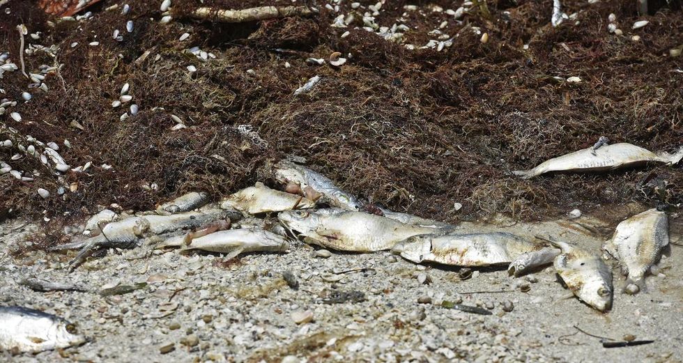 Toxic Algae Blooms in Florida. (c) Steve Nesius