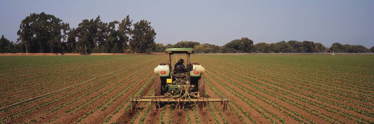 Tractor cultivating and fertilizing lettuce rows