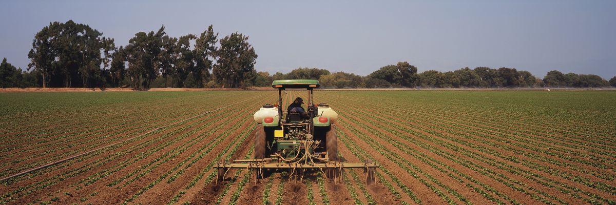 Tractor cultivating and fertilizing lettuce rows