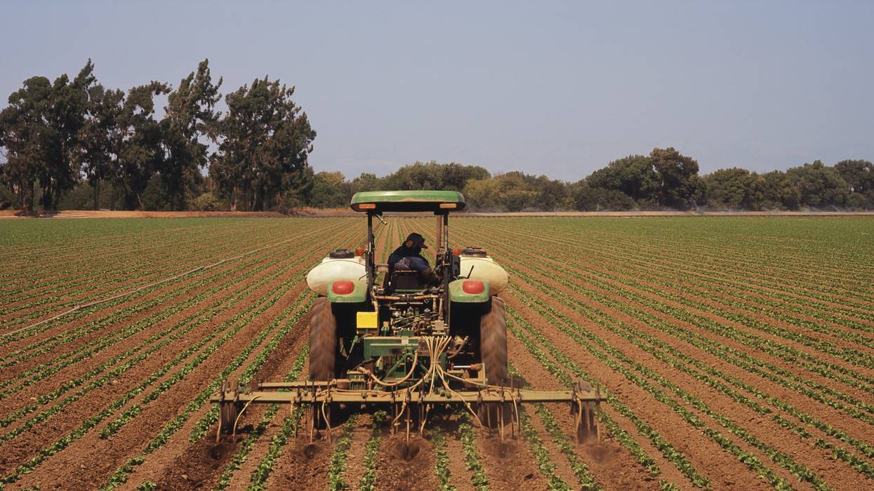 Tractor cultivating and fertilizing lettuce rows
