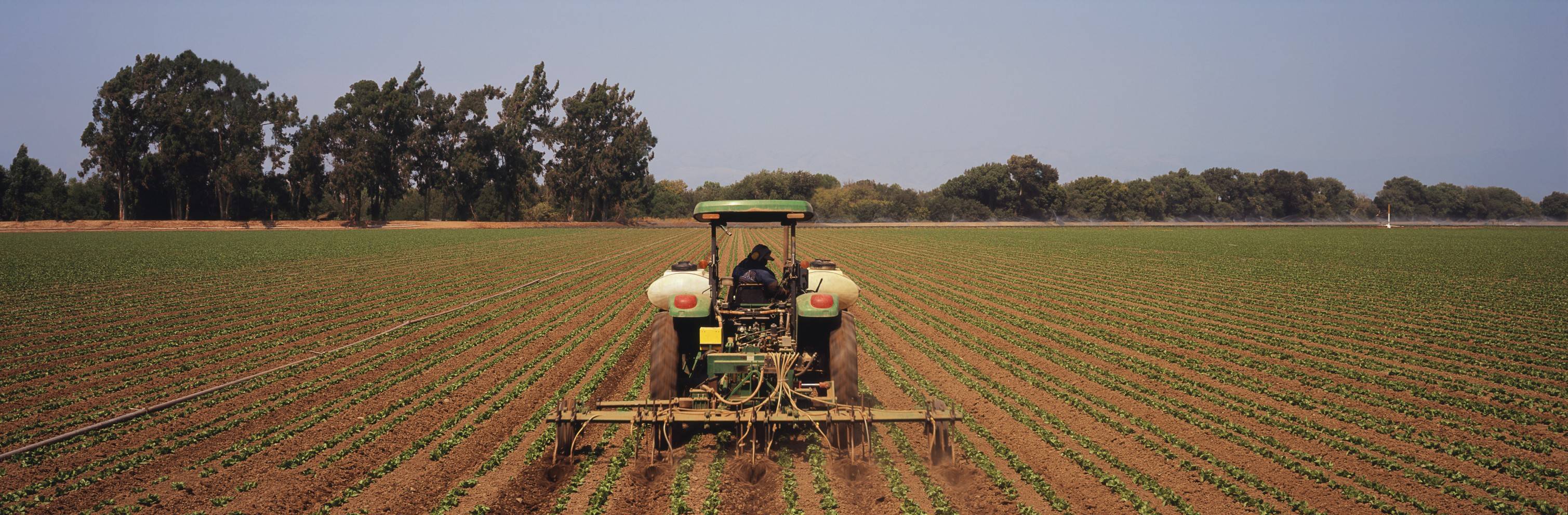 Tractor cultivating and fertilizing lettuce rows