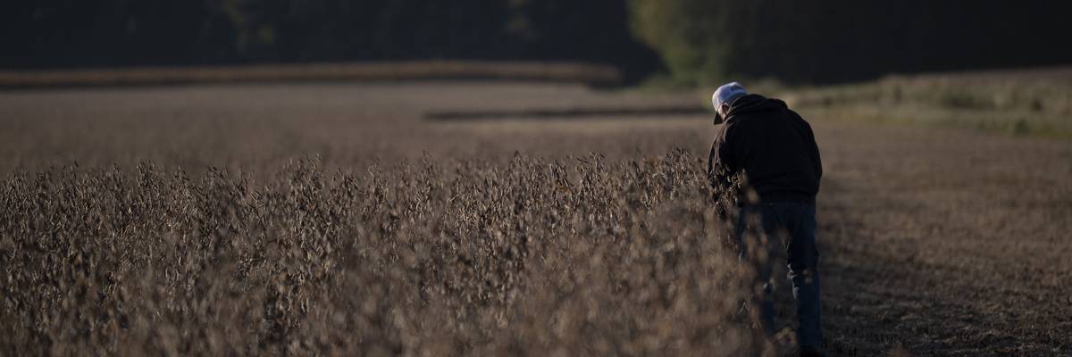 'A Man-Made Crisis Caused by Trump': US Soy Farmers Reeling Amid MAGA Trade War