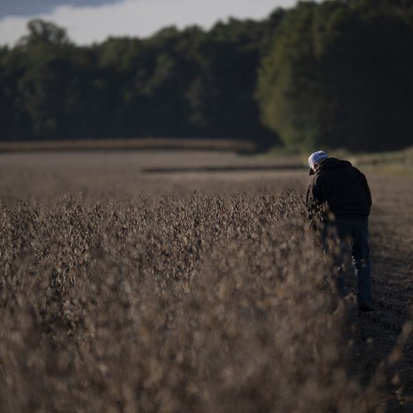 'A Man-Made Crisis Caused by Trump': US Soy Farmers Reeling Amid MAGA Trade War