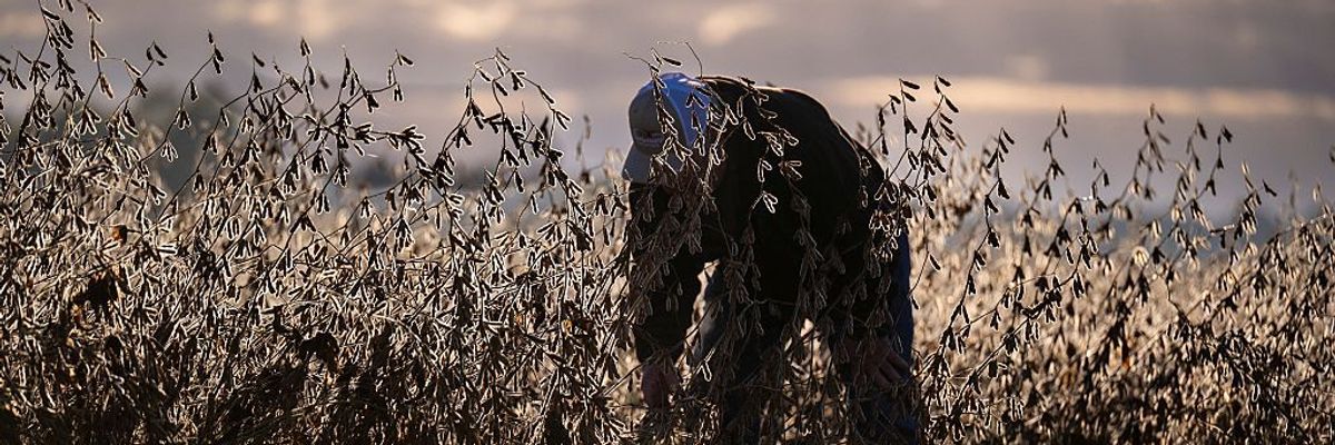 Farmers Say Trump Tariffs Crushing Operations, Forcing Higher Prices Ahead of Holiday Season