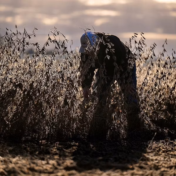 Farmers Say Trump Tariffs Crushing Operations, Forcing Higher Prices Ahead of Holiday Season