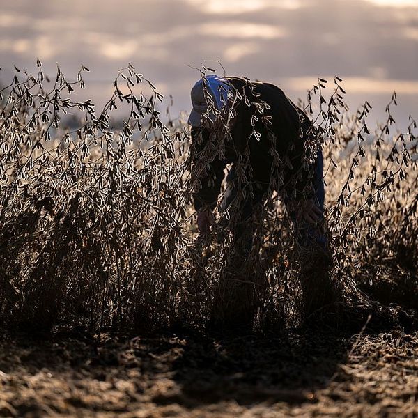 Farmers Say Trump Tariffs Crushing Operations, Forcing Higher Prices Ahead of Holiday Season