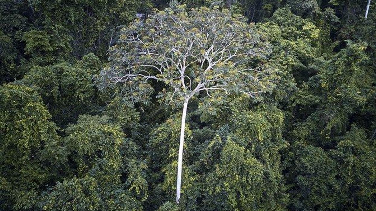 The Open Amazon and Its Enemies: A Call for Action and Optimism