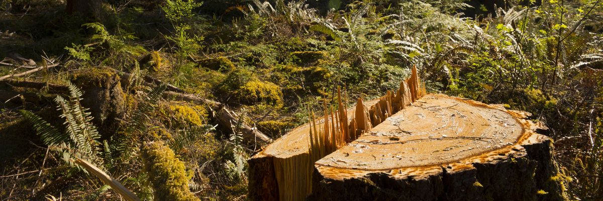 Tree stump in clear-cut forest.
