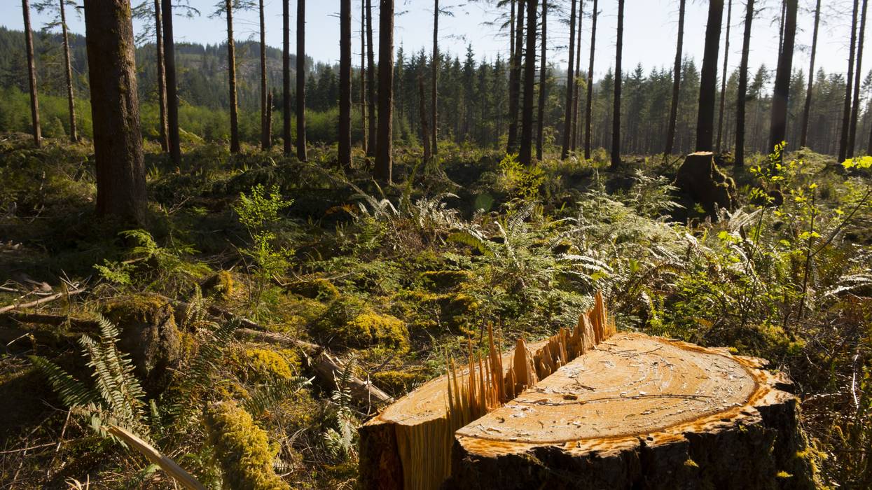 Tree stump in clear-cut forest.