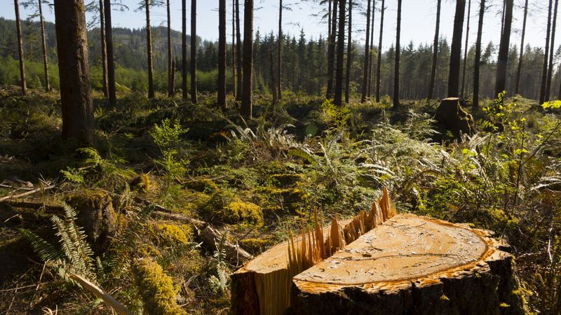 Tree stump in clear-cut forest.