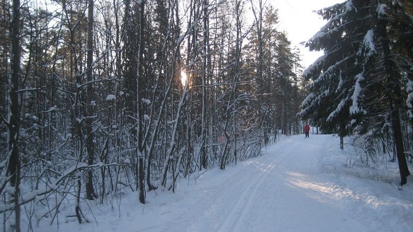 Trees in winter.