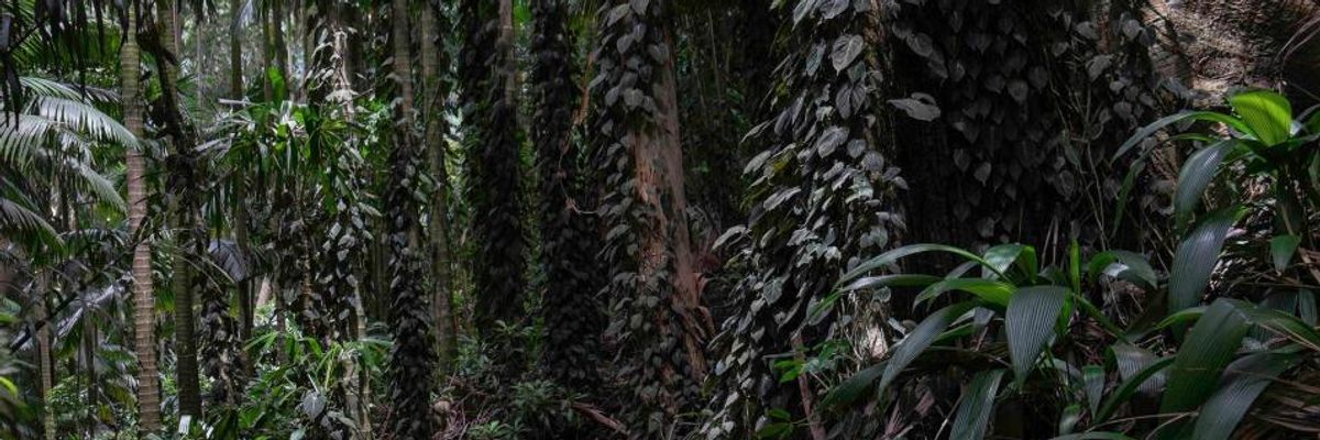 NASA: Tropical Forests Key to Fighting Greenhouse Gases