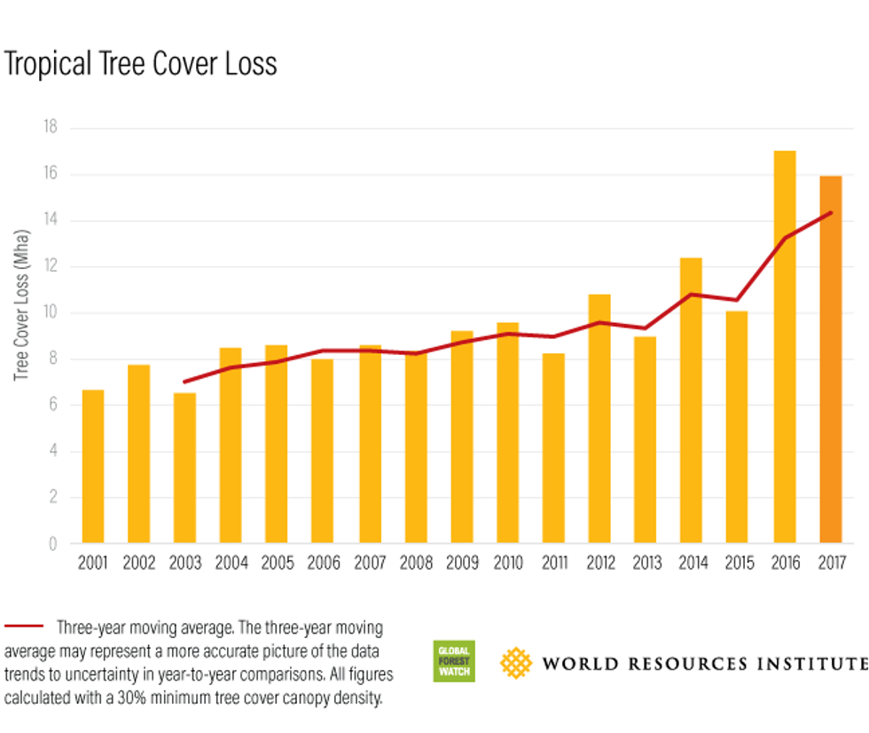 Tropical Tree Cover Loss