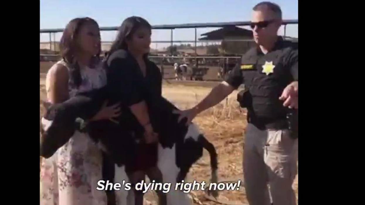 Three Women Charged With Grand Theft Felony For Saving Thrown Away Baby Cow