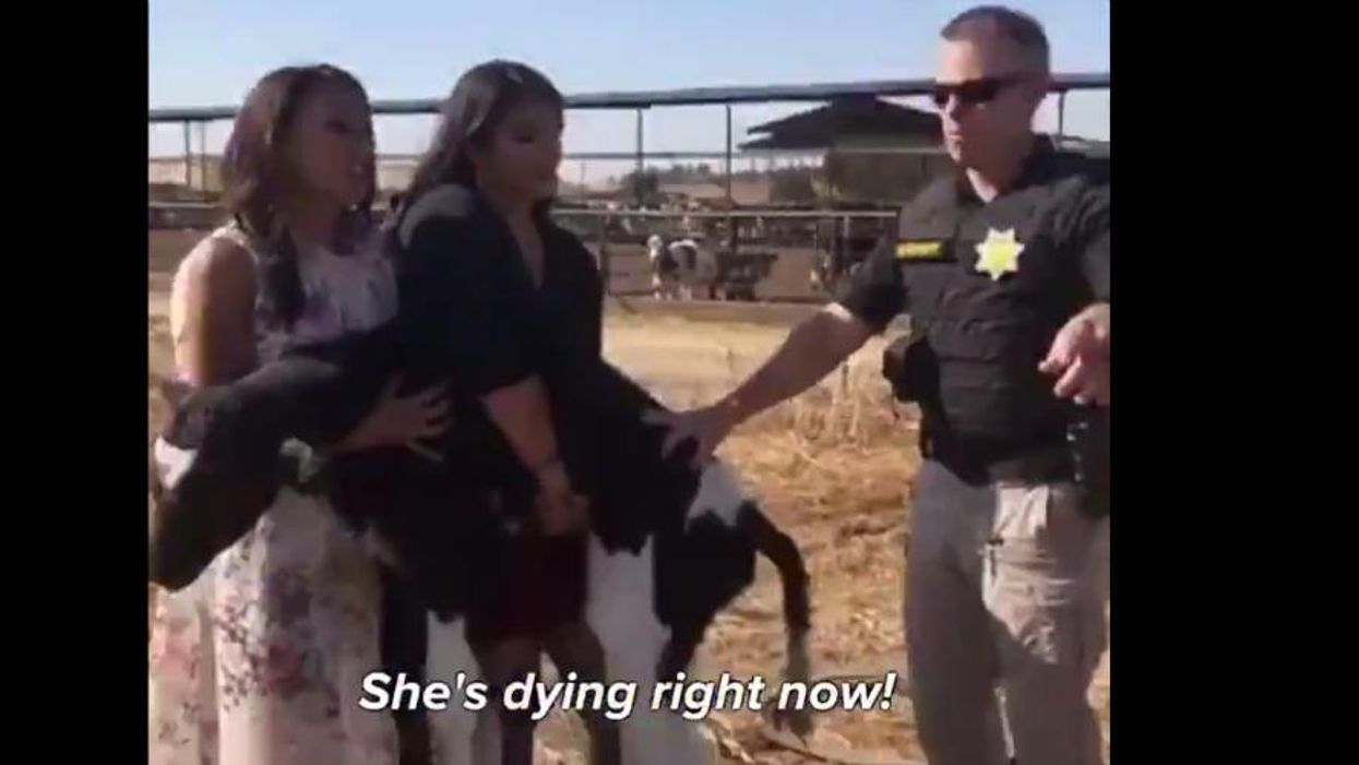Three Women Charged With Grand Theft Felony For Saving Thrown Away Baby Cow