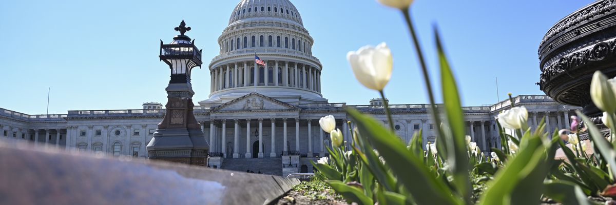 Tulips are shown around U.S. Capitol in Washington, D.C., on April 10, 2023.