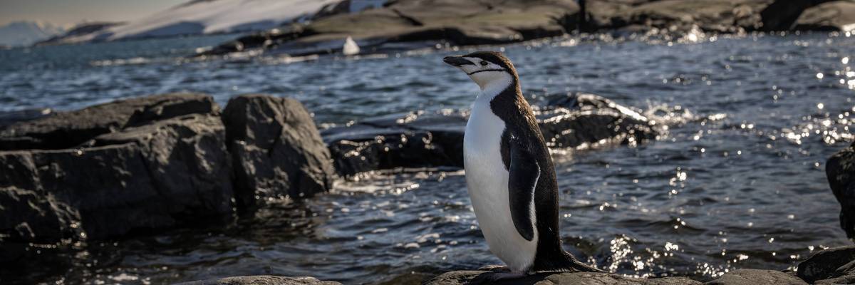 Turkiye's 10th National Antarctic Scientific Expedition has come to an end