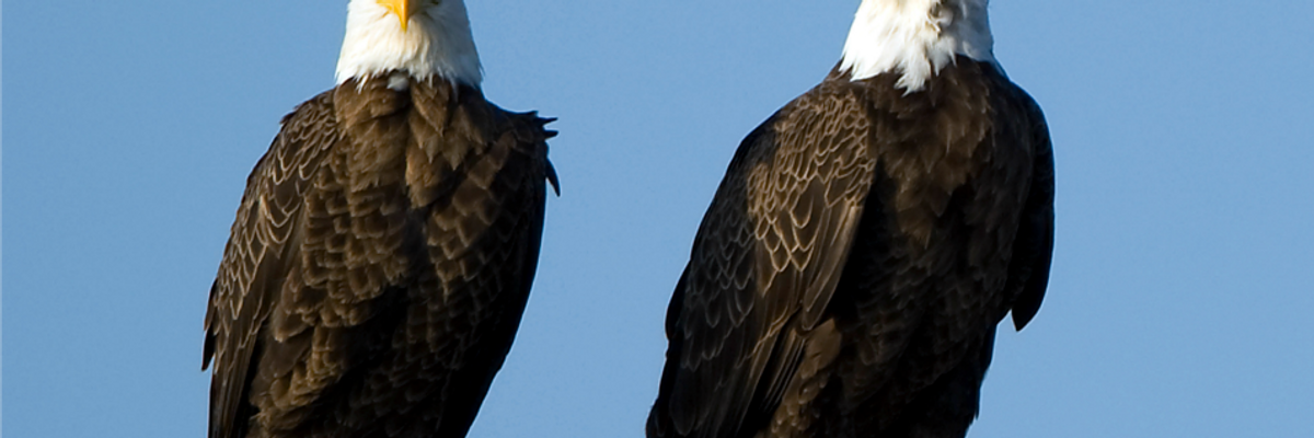 Two American bald eagles