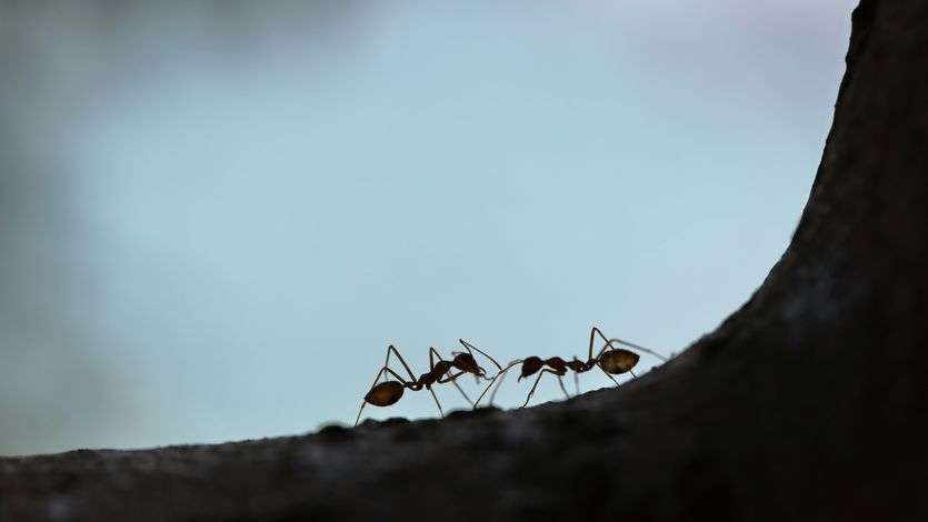 Two black ants.