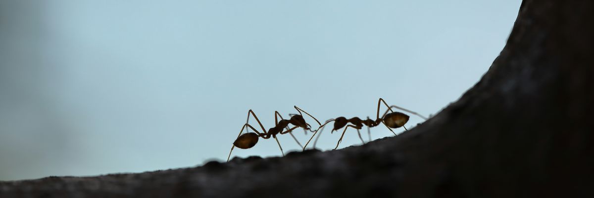 Two black ants.