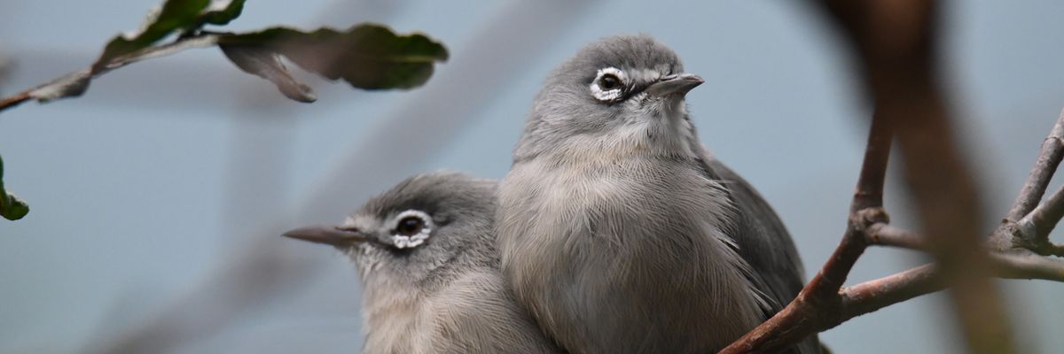 Two bridled white-eyes