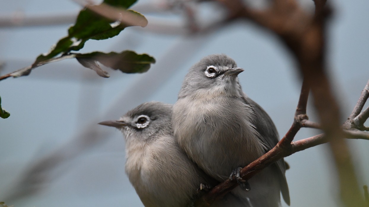 Two bridled white-eyes