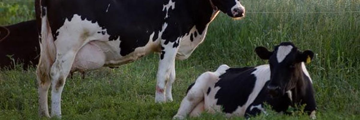 Dairy Farming is Dying. After 40 Years, I'm Done.