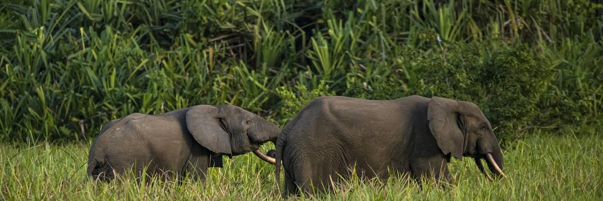 Two forest elephants walk through tall grass.