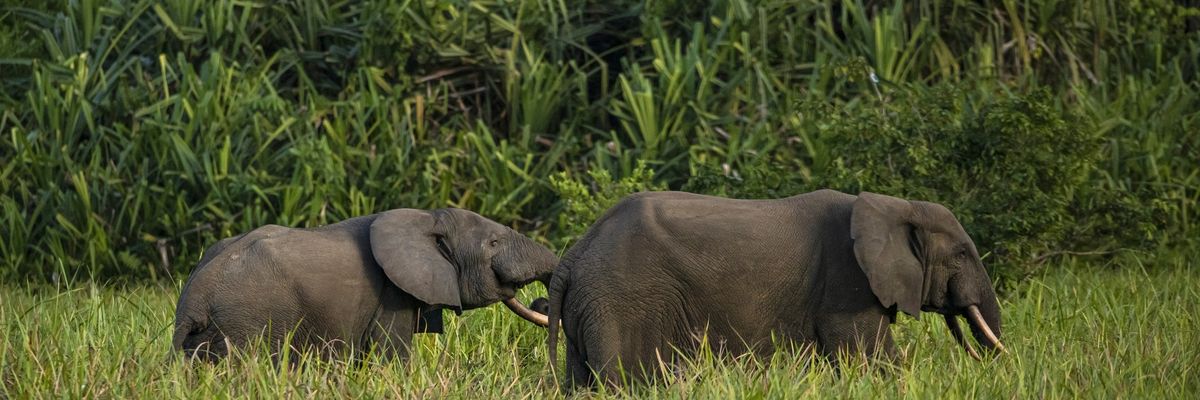 Two forest elephants walk through tall grass.