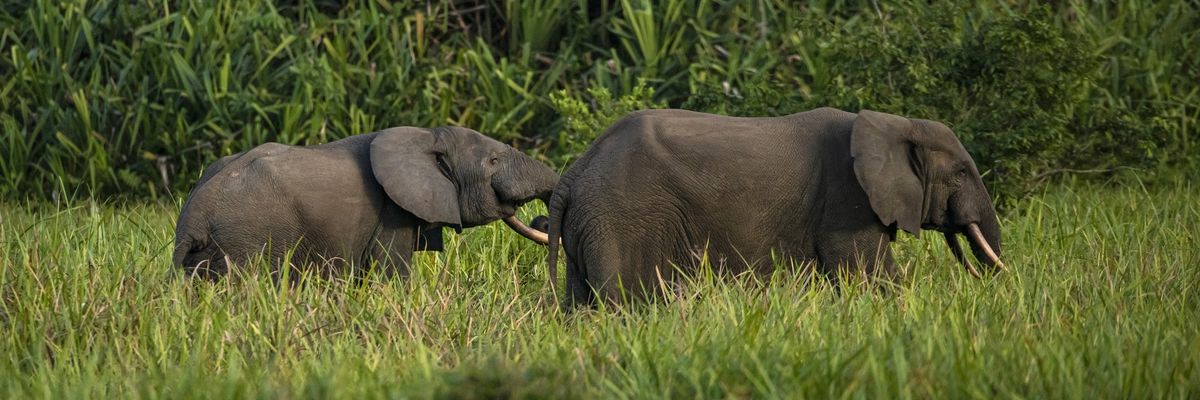 Two forest elephants walk through tall grass.
