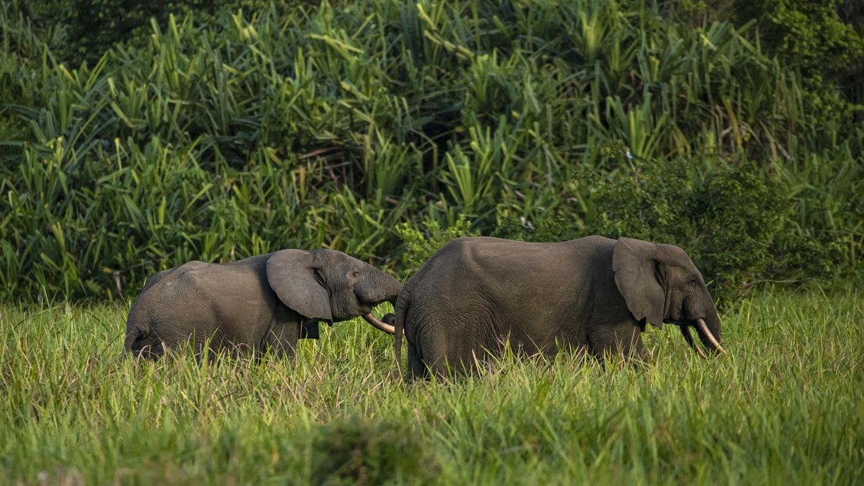 Two forest elephants walk through tall grass.